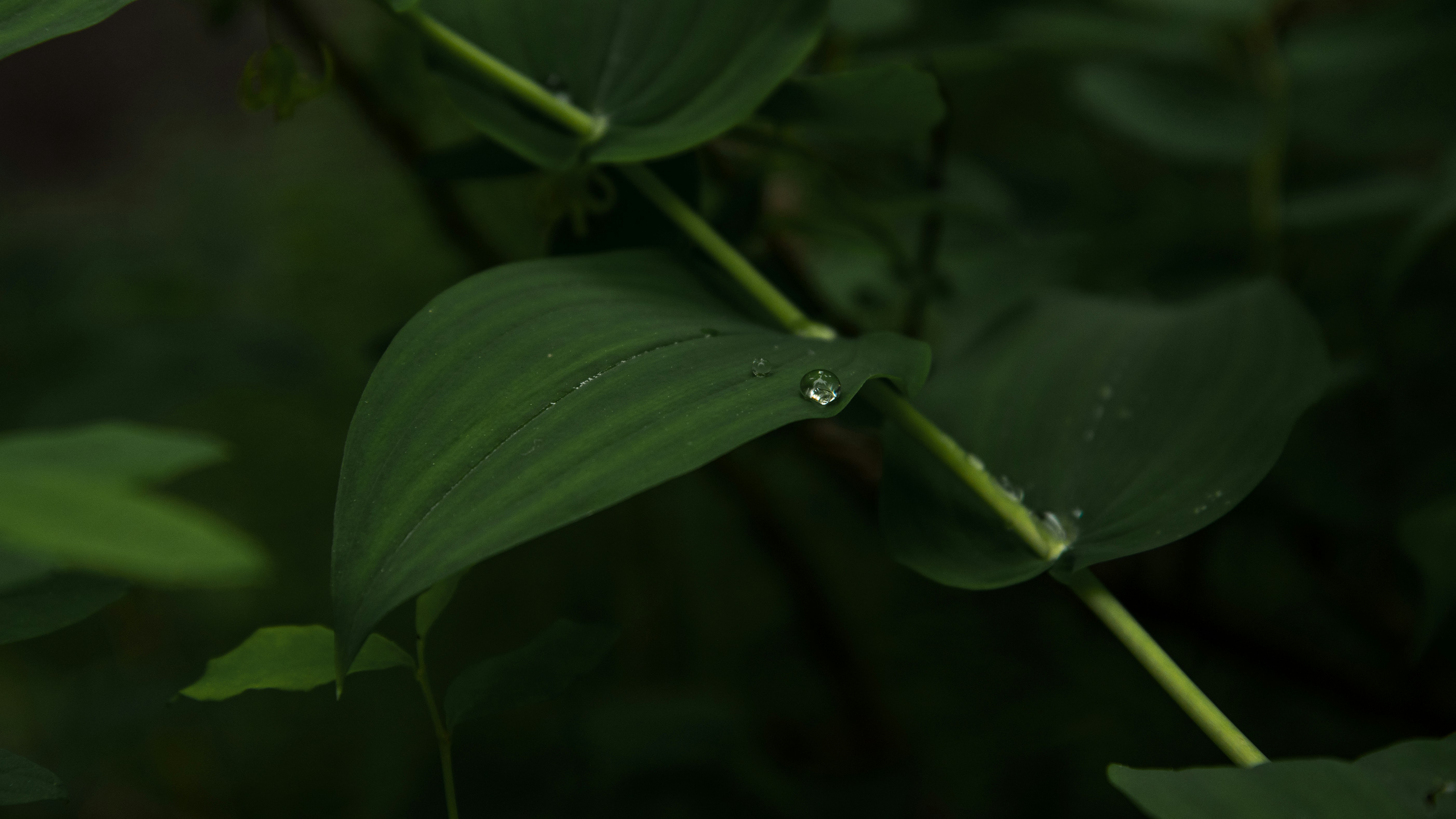 What the After-Rain Scent Reveals About Our World (image credits: unsplash)