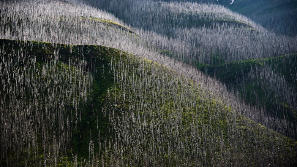 un campo d'erba