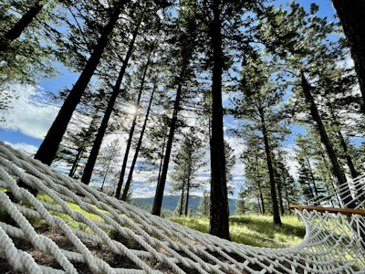 a hammock between trees