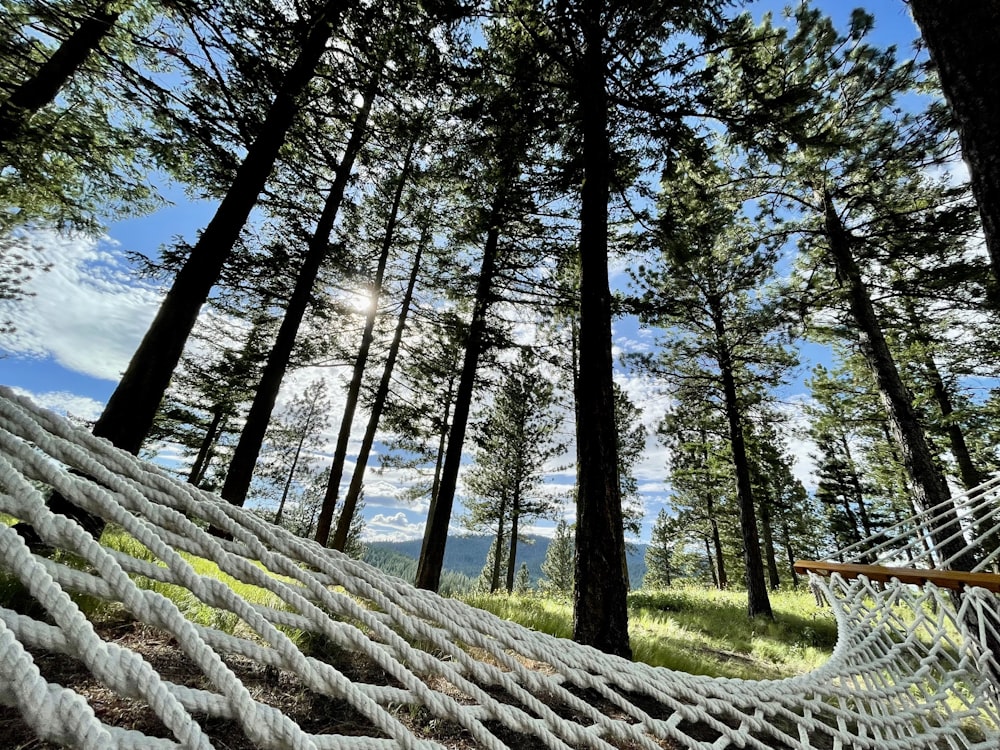 a hammock between trees