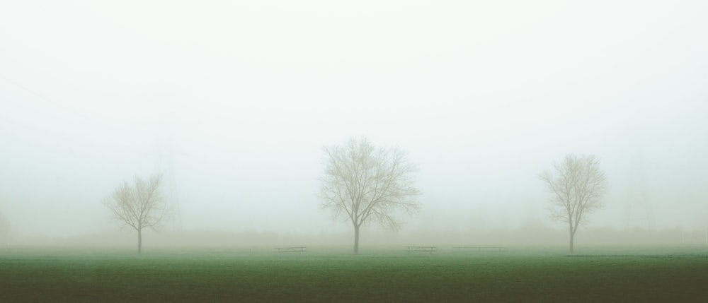 a foggy field with trees