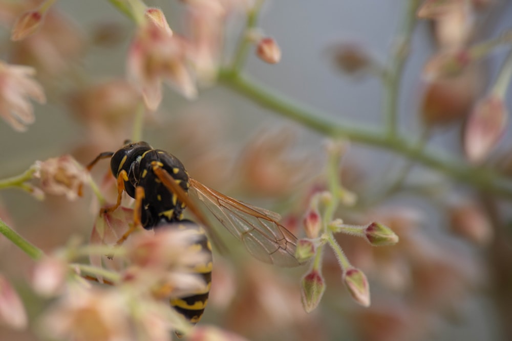 a bee on a flower