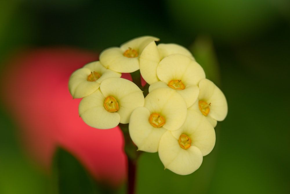 a close up of flowers