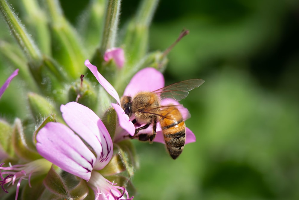 a bee on a flower