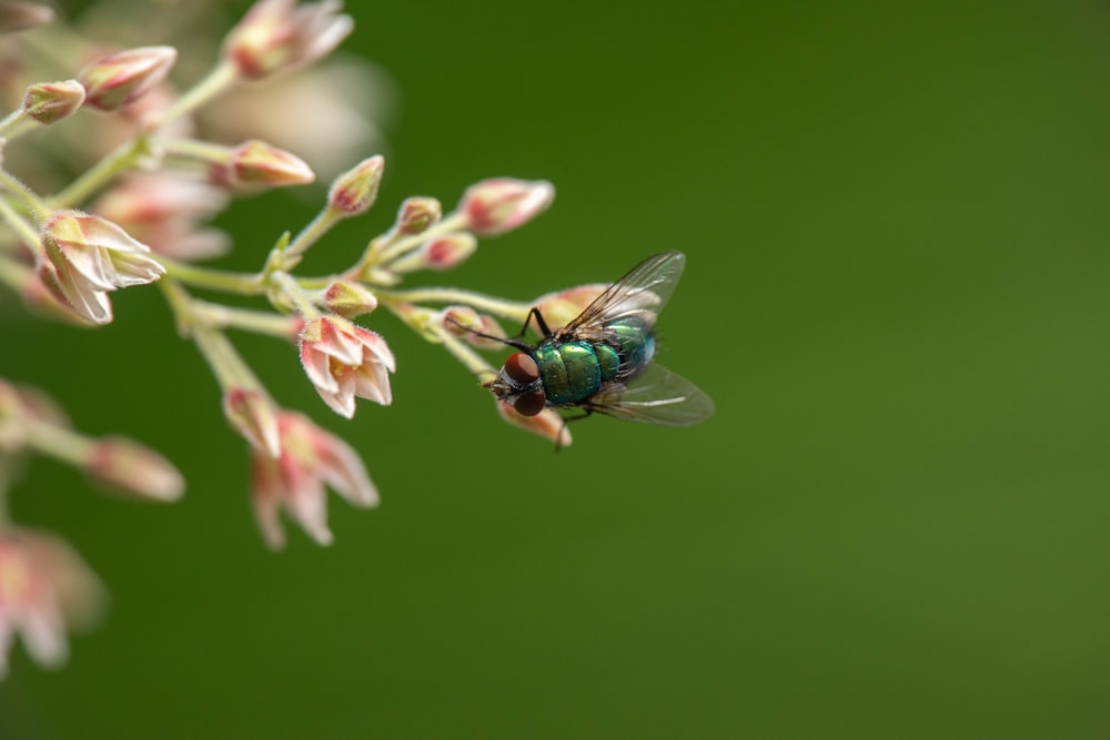 a bee on a flower