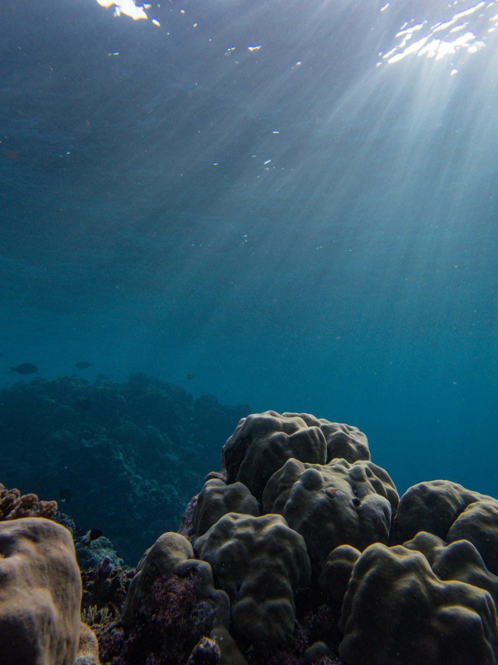 a coral reef under water