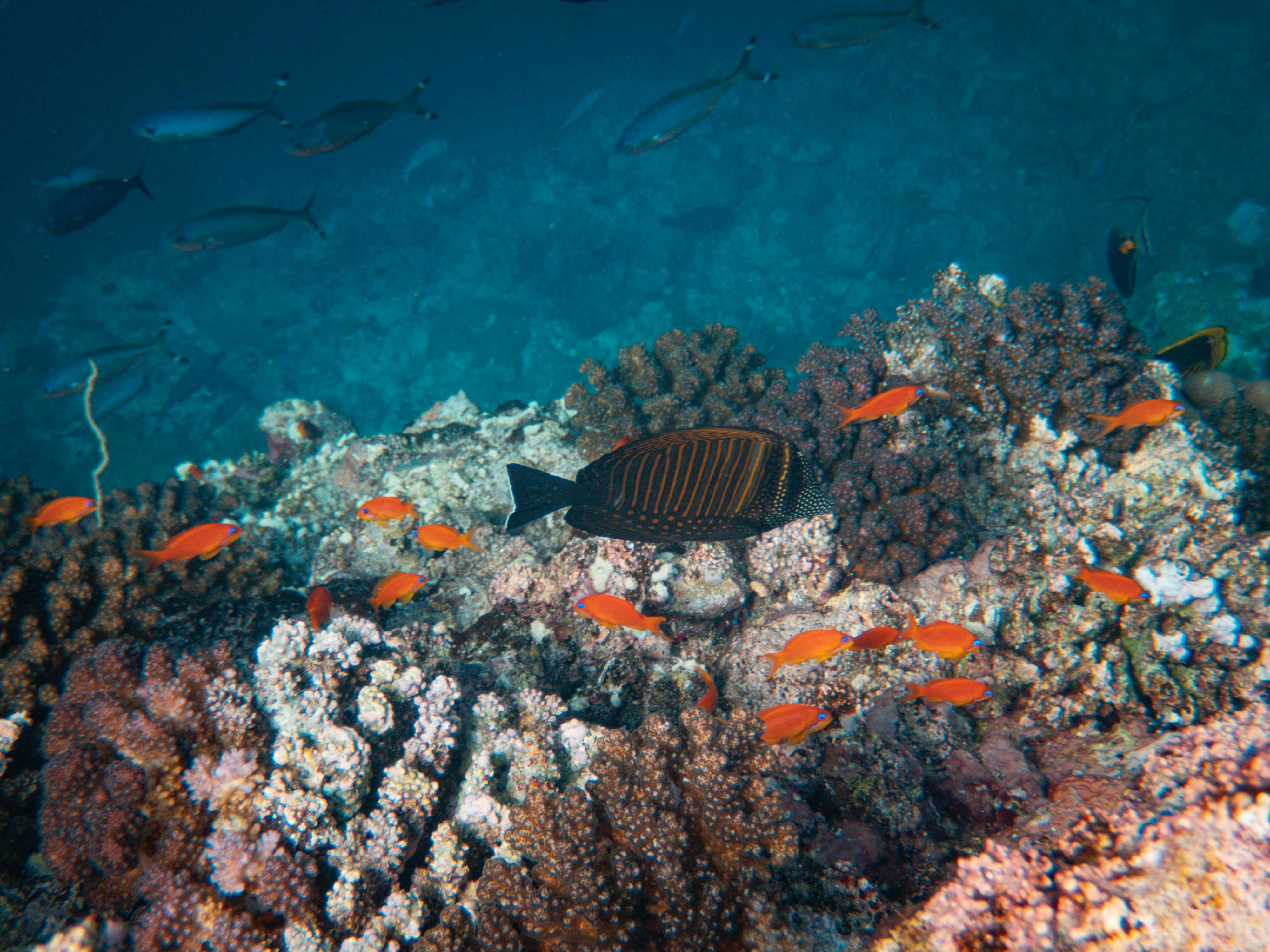 Photo by francesco_ungaro