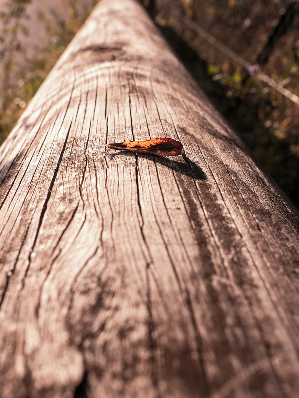 a bug on a tree stump