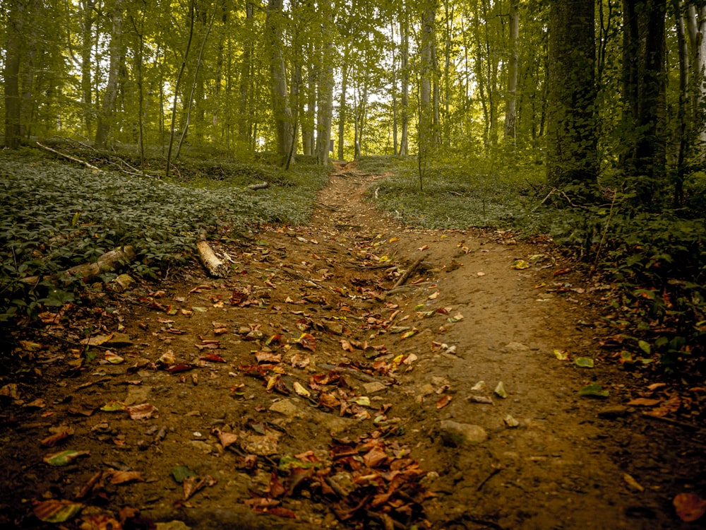 a path in the woods