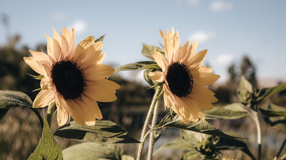 a couple of sunflowers