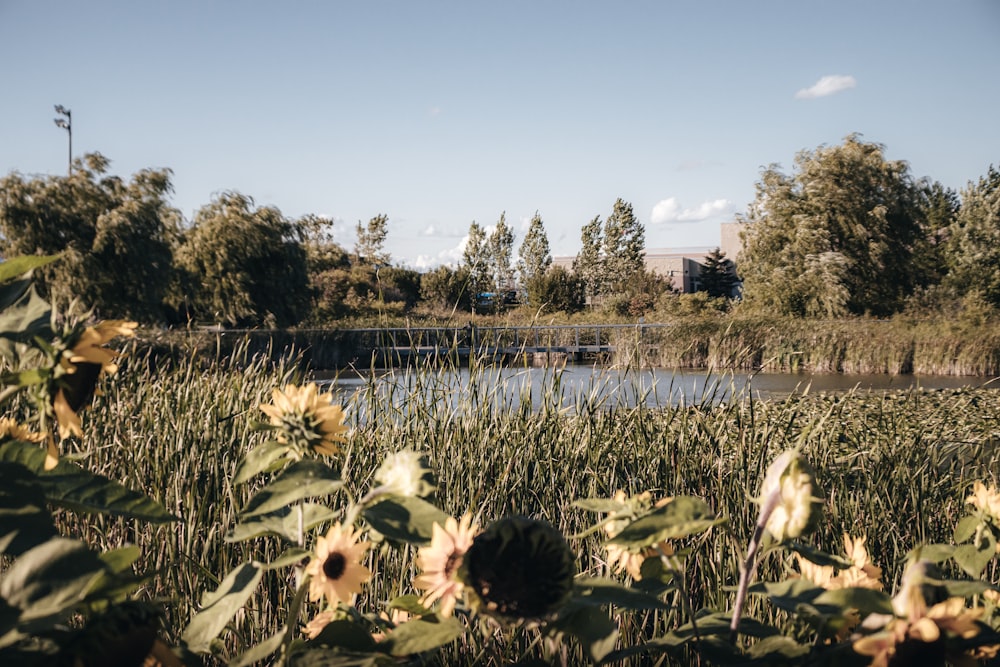 a field of flowers