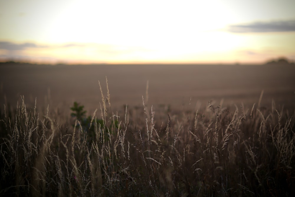 a field of wheat with the sun in the background