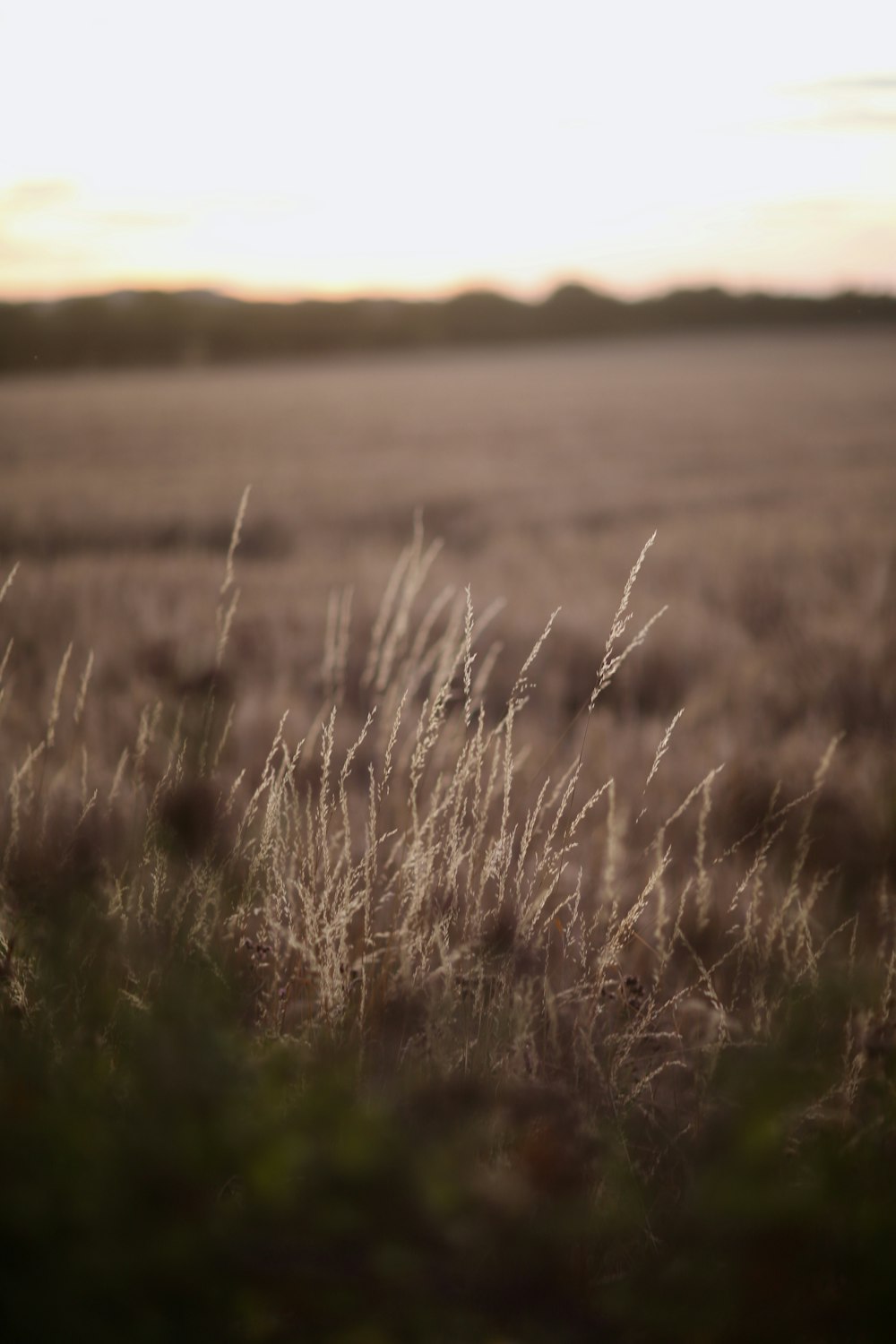 a field of grass