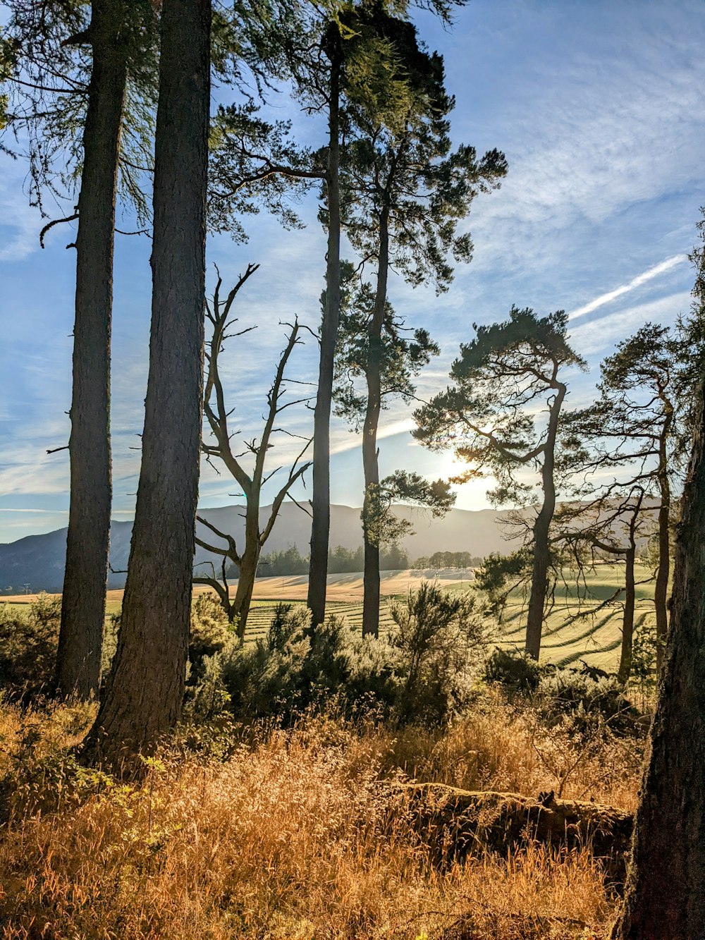 a group of trees in a forest