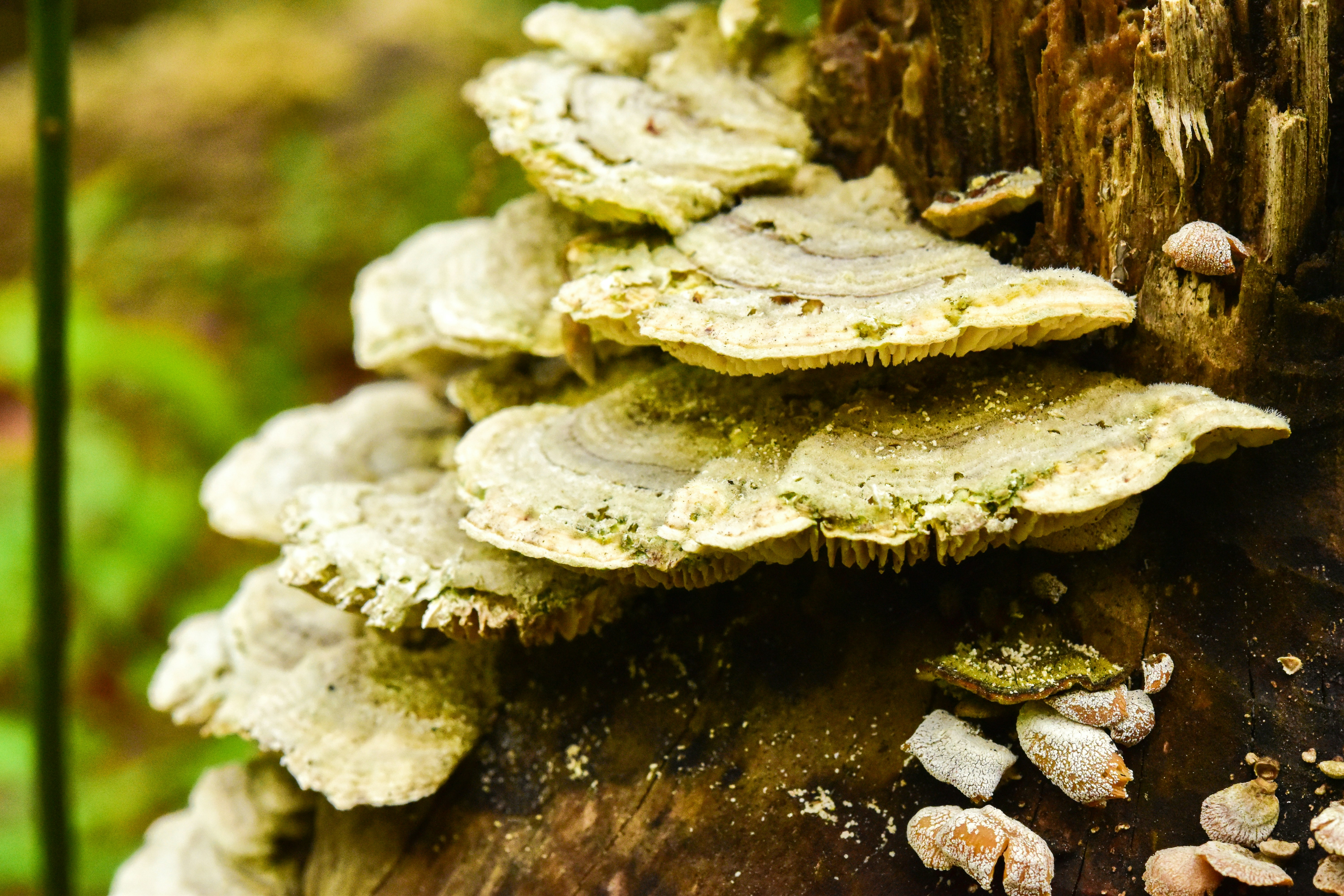 a group of mushrooms growing on a tree, Tree Fungi