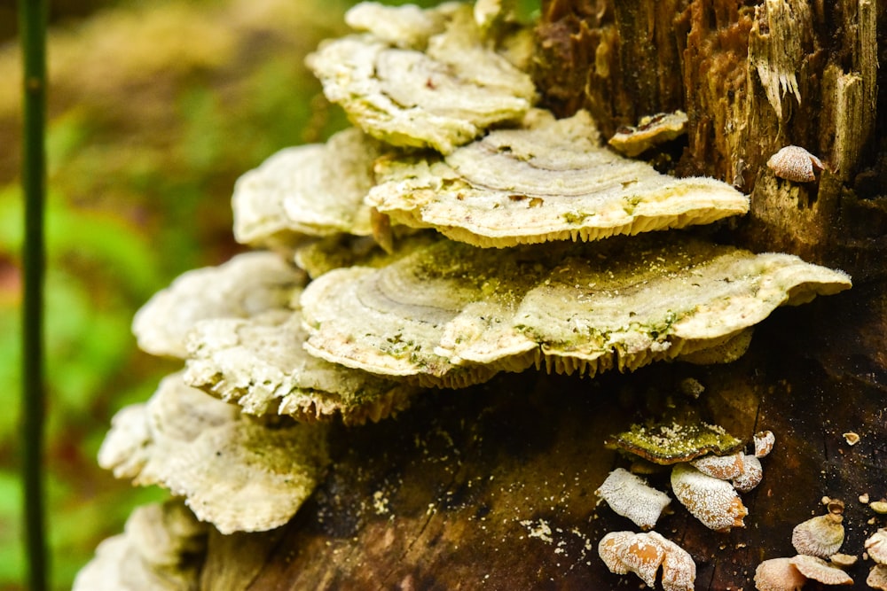 a group of mushrooms growing on a tree