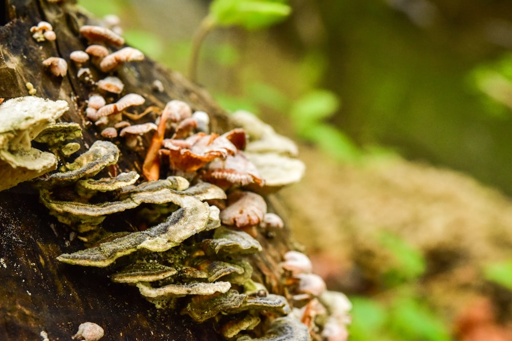 a close up of mushrooms