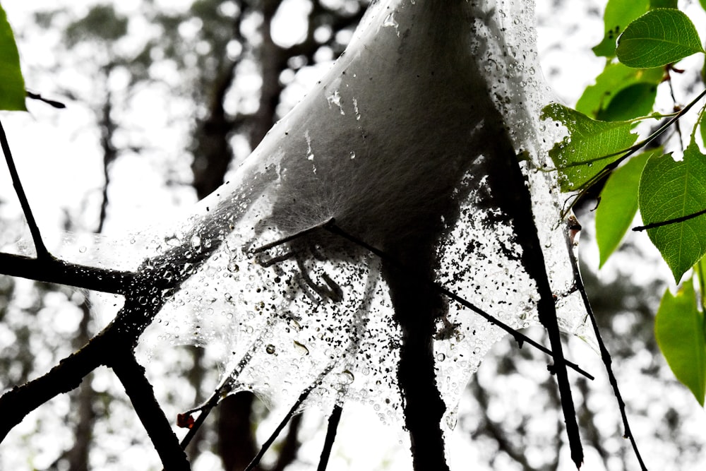 a close up of a tree branch