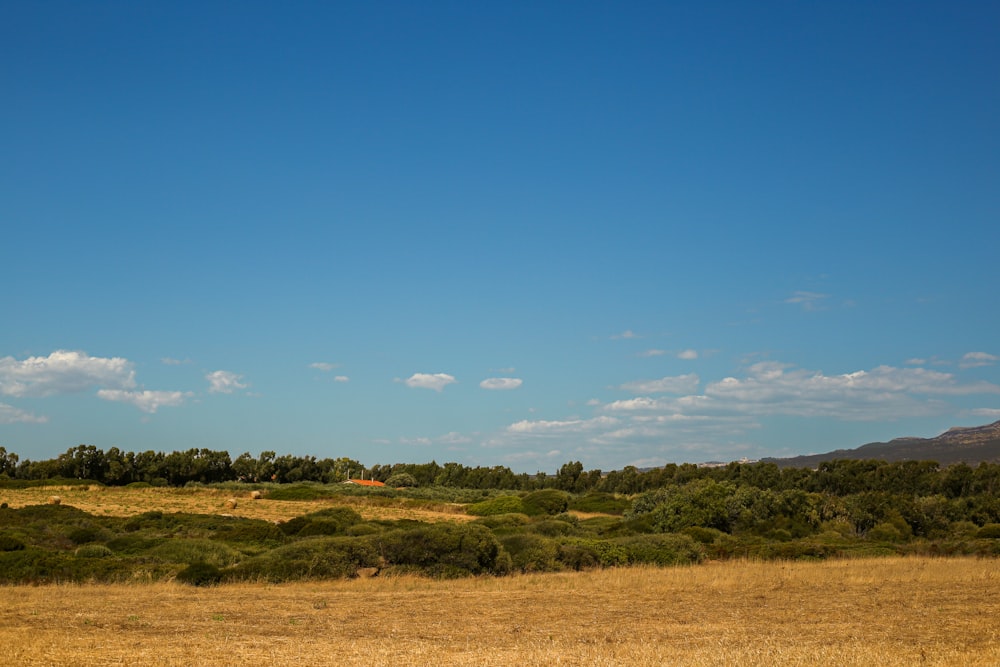 a landscape with trees and bushes