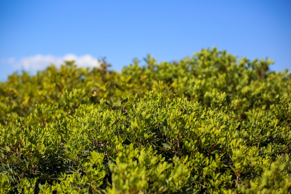 a close-up of some bushes
