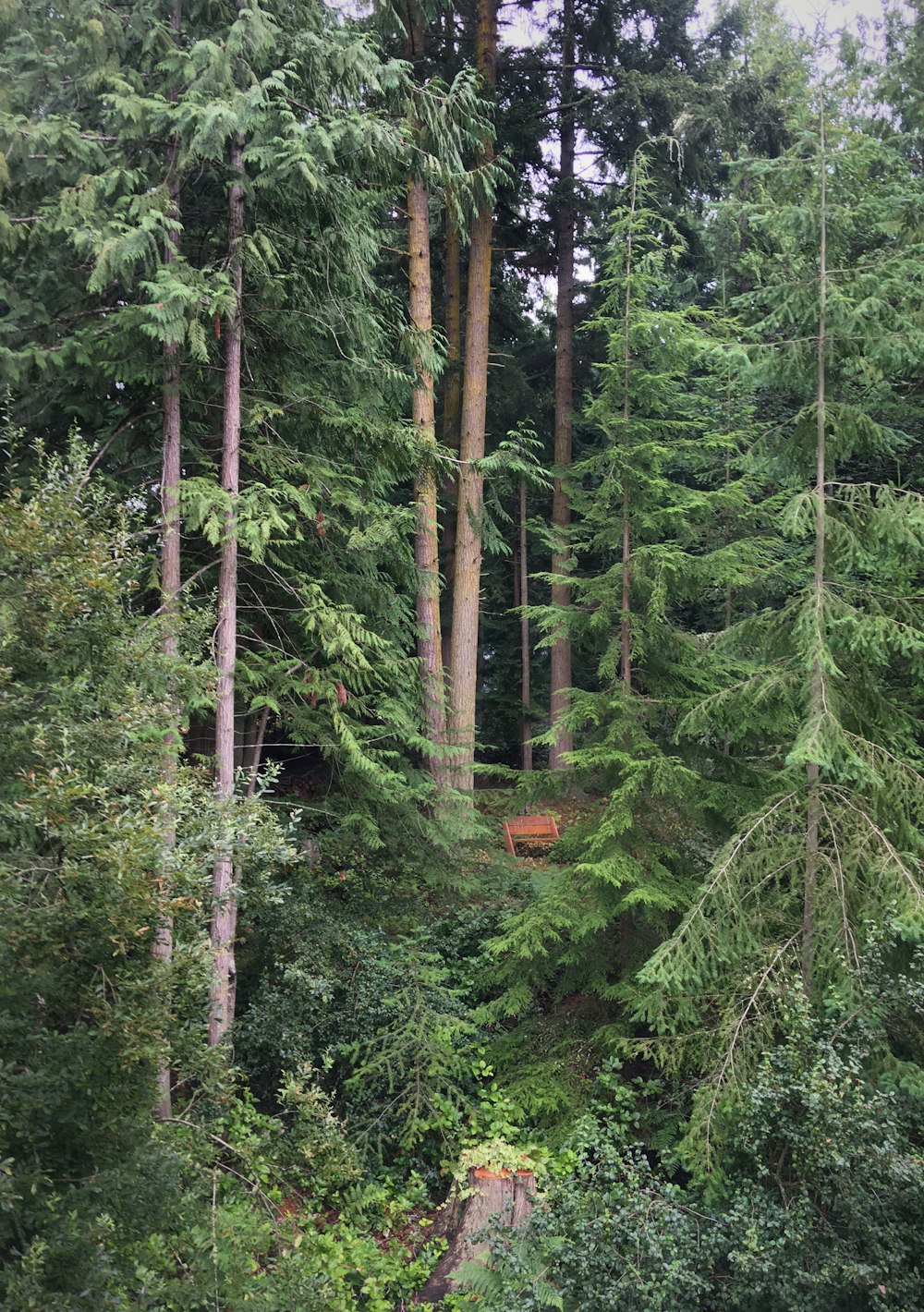 a forest of trees