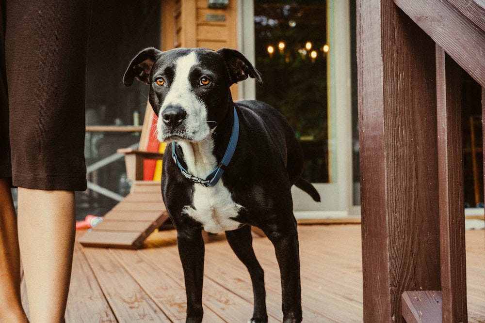 a dog standing on a porch