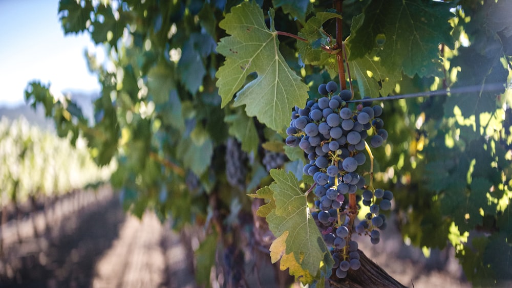 a bunch of grapes from a vine