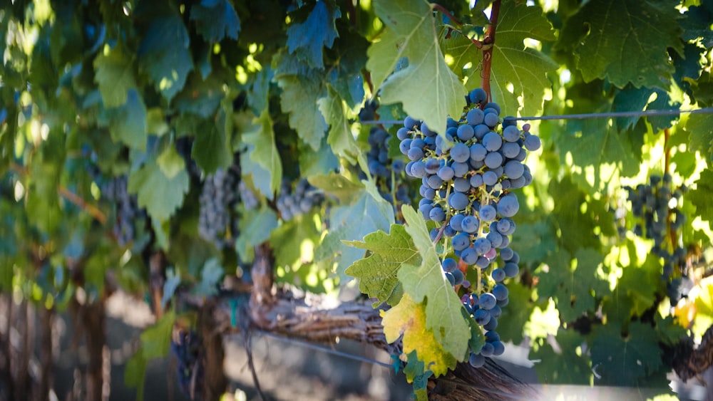 a bunch of blue grapes on a vine