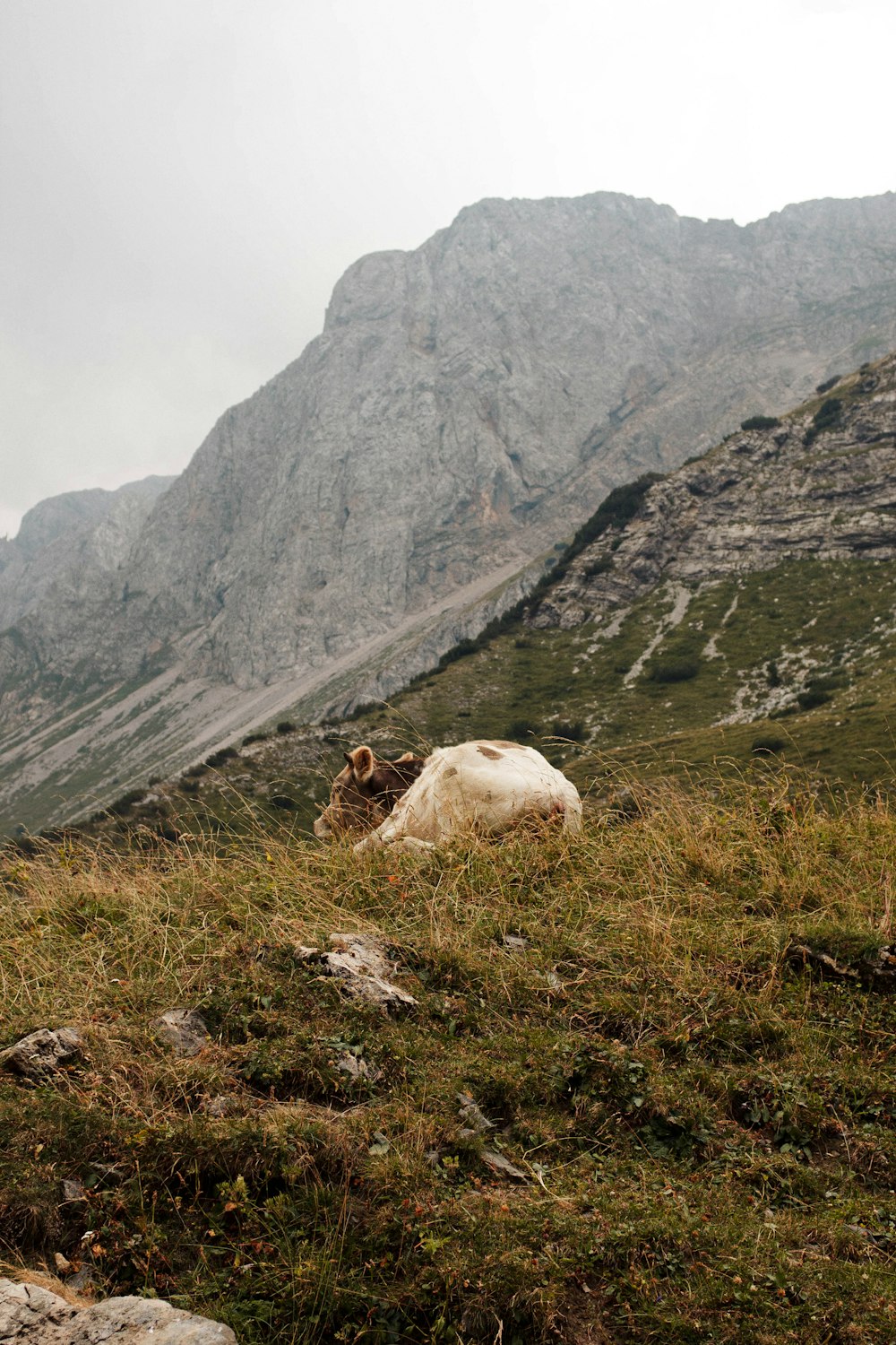 a couple of cows lay in a grassy field