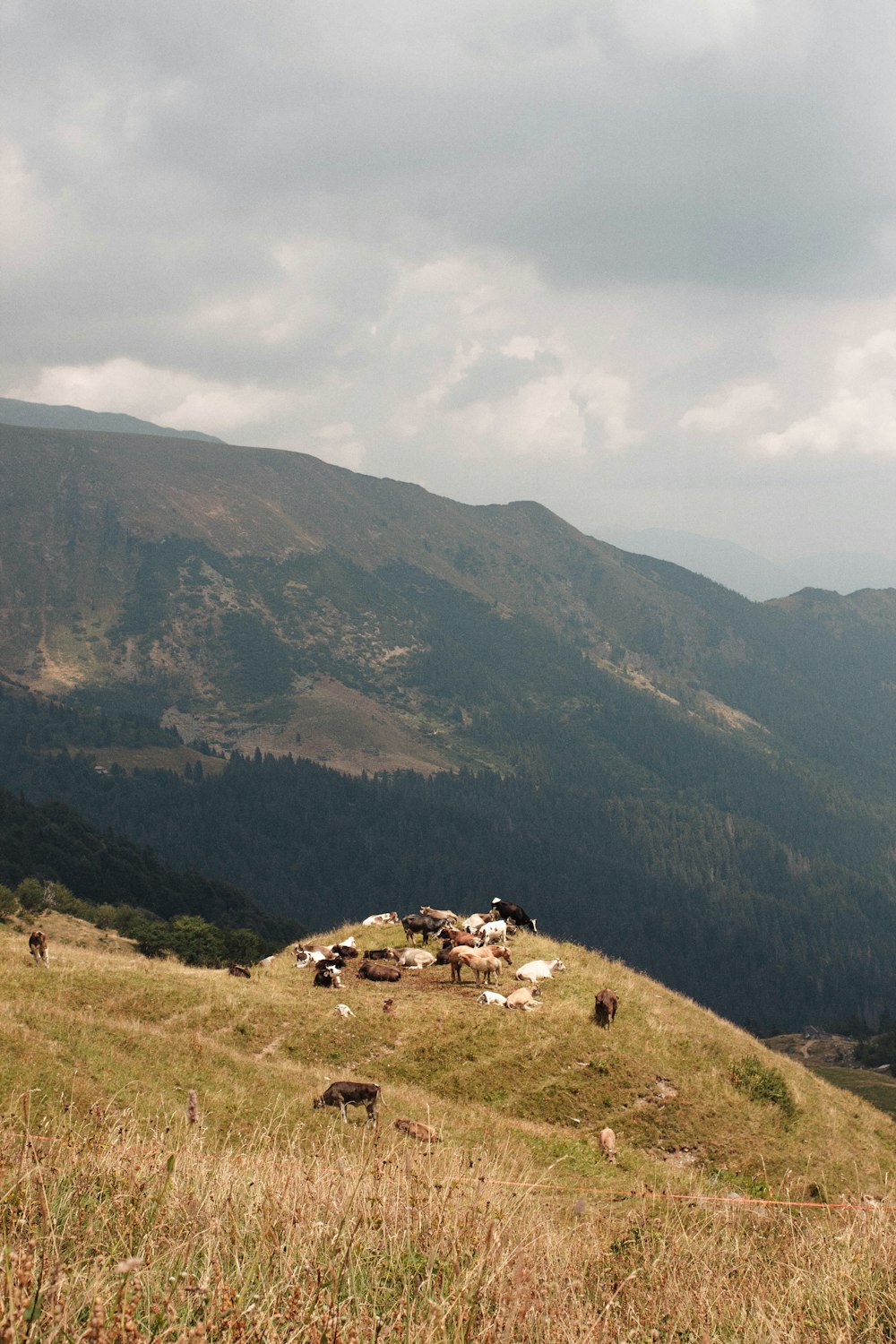 a group of cows grazing in a field