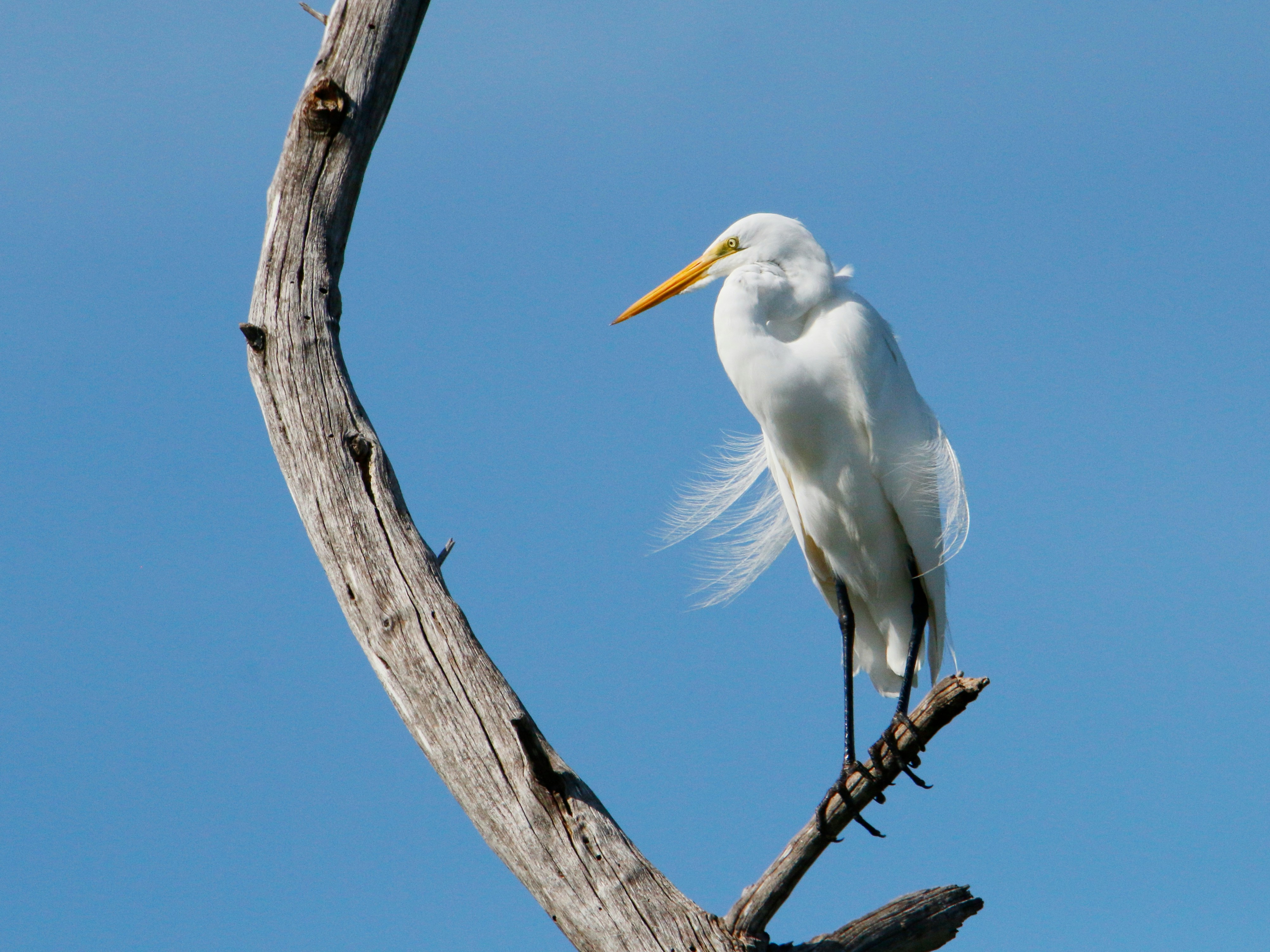 Photo by goldenplover31