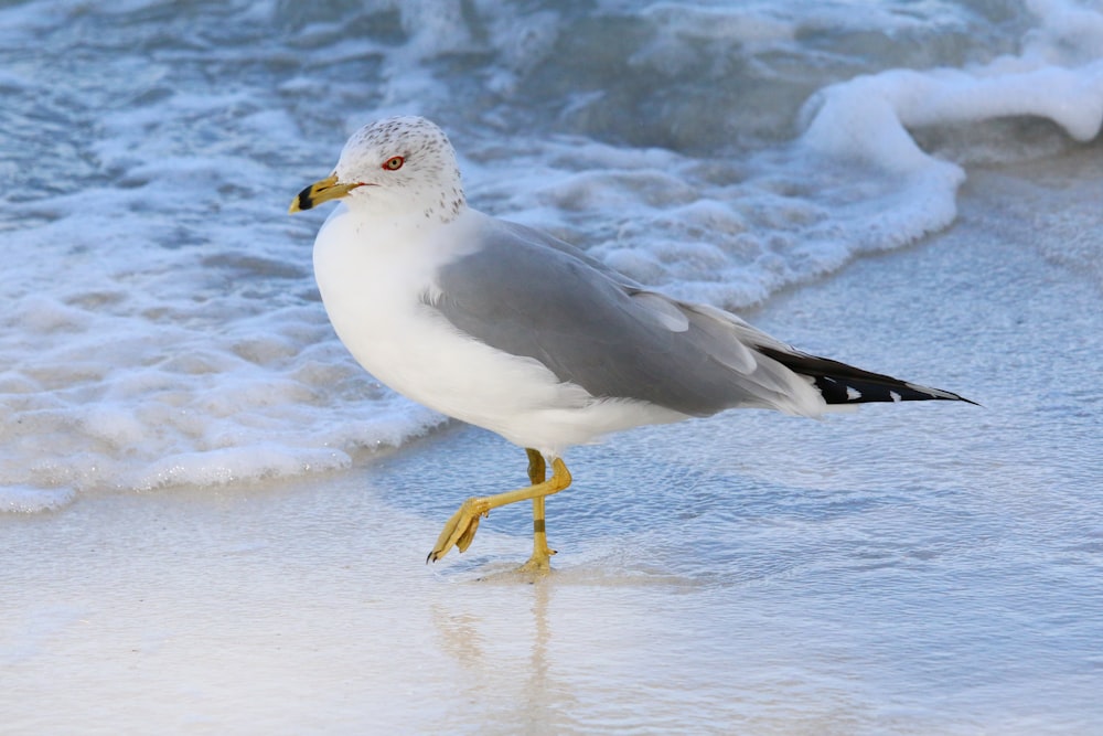 un gabbiano che cammina sulla spiaggia