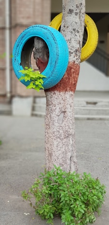 A tree trunk with two old car tires painted blue and yellow attached to it. Green leaves are growing from the central hole of the blue tire. The background includes a building with stairs.