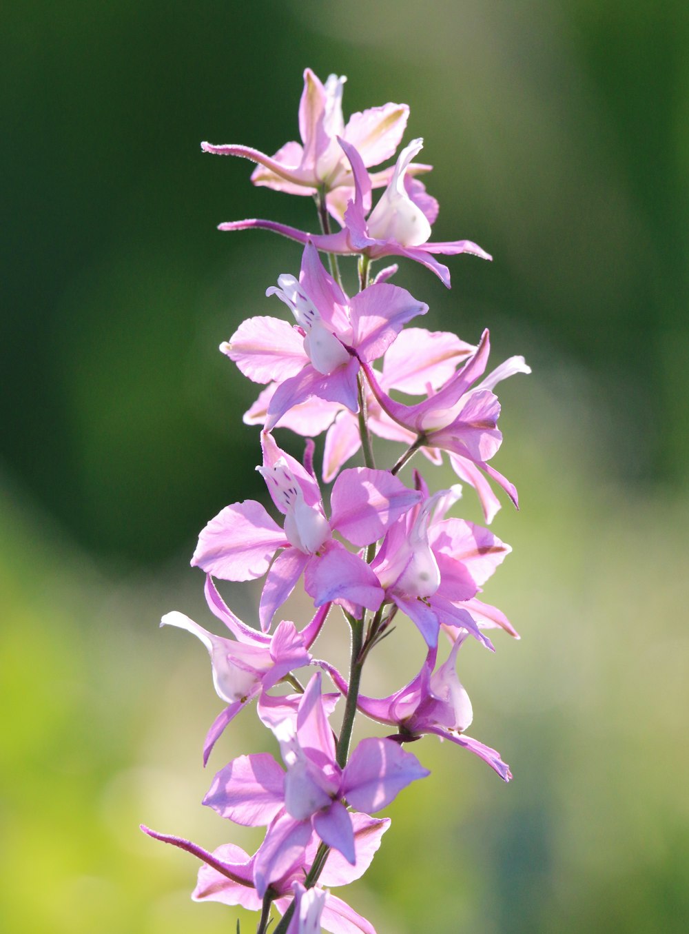 a close up of a flower