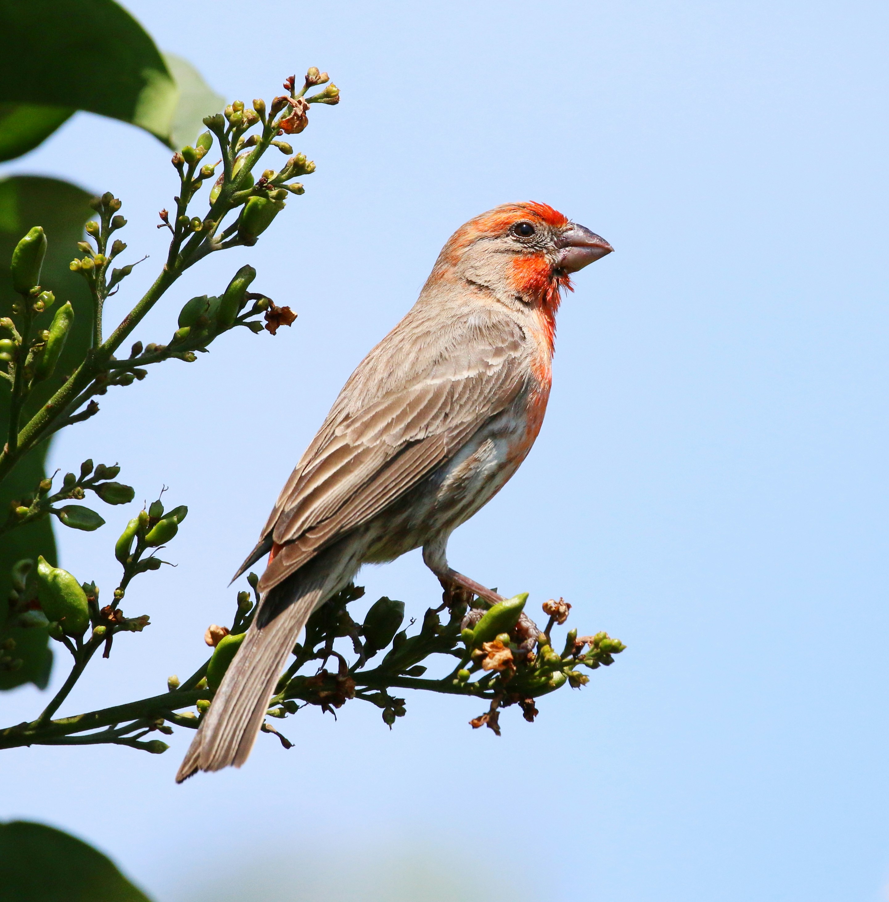 a bird perched on a branch
