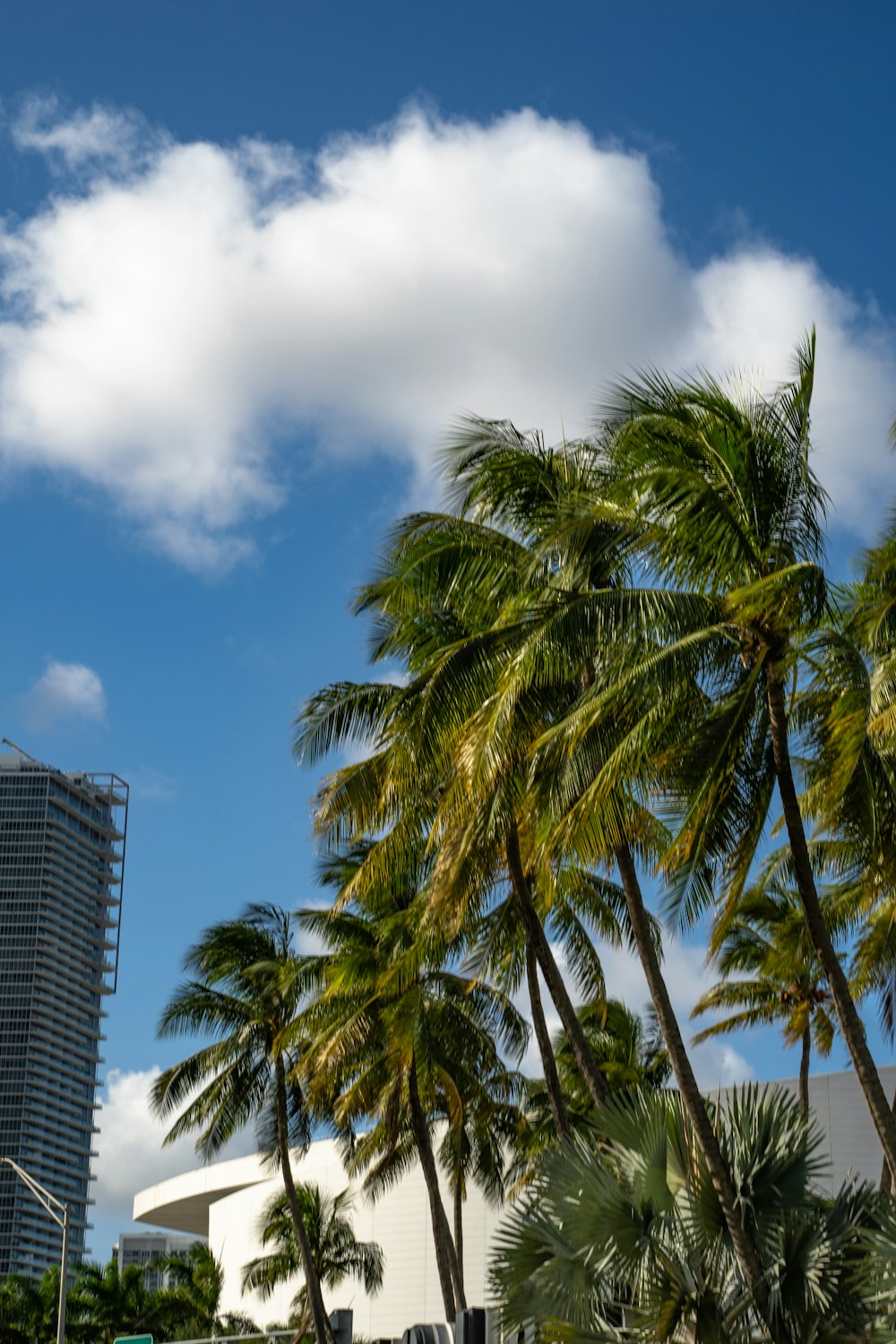 palm trees and a blue sky