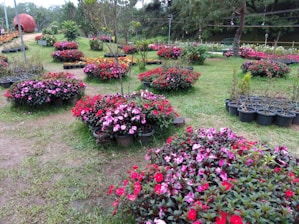 Beautifully maintained flower beds with vibrant colors in a condo courtyard.