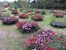 A vibrant garden with neatly arranged flower beds displaying a variety of colorful blooms. The flowers are predominantly red, pink, and some orange, placed in circular patterns on a well-maintained lawn. In the background, there are lush green trees and a large red sculpture. Potted plants are also visible beside some flower beds.