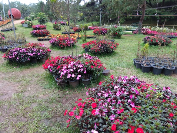 A vibrant garden with neatly arranged flower beds displaying a variety of colorful blooms. The flowers are predominantly red, pink, and some orange, placed in circular patterns on a well-maintained lawn. In the background, there are lush green trees and a large red sculpture. Potted plants are also visible beside some flower beds.