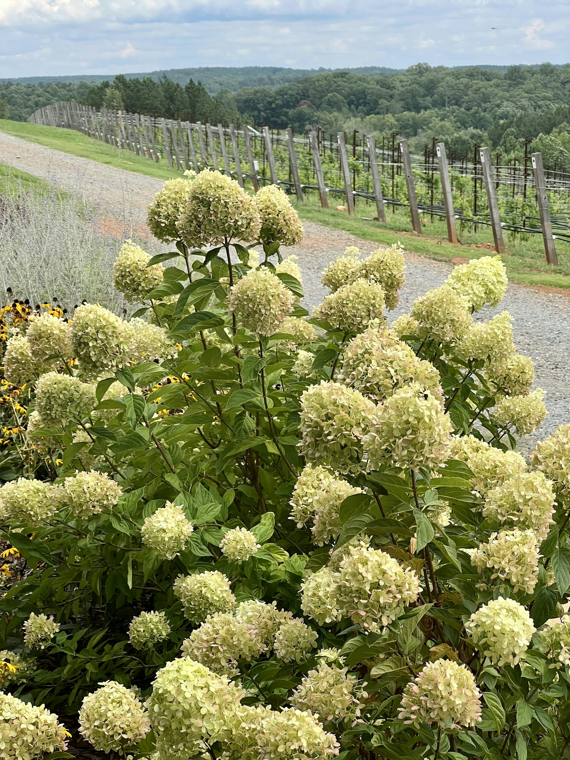 a field of flowers
