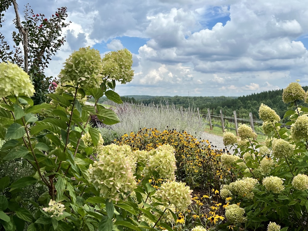 a field of flowers