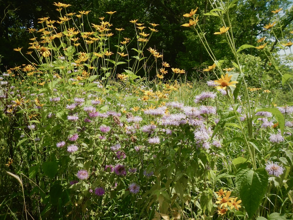 a field of purple flowers