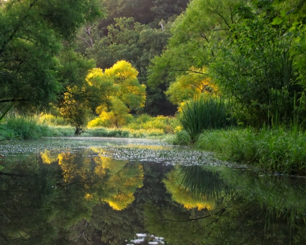 a pond surrounded by trees and plants