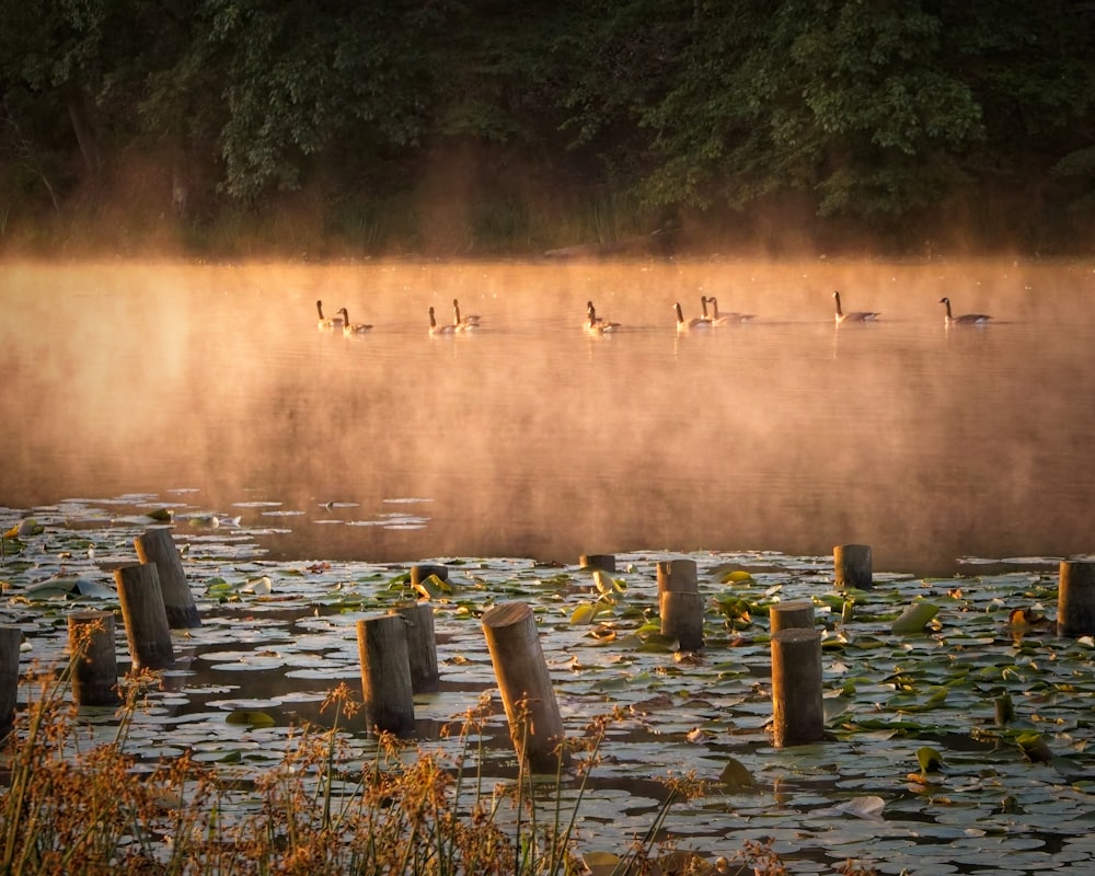 a group of birds in a lake