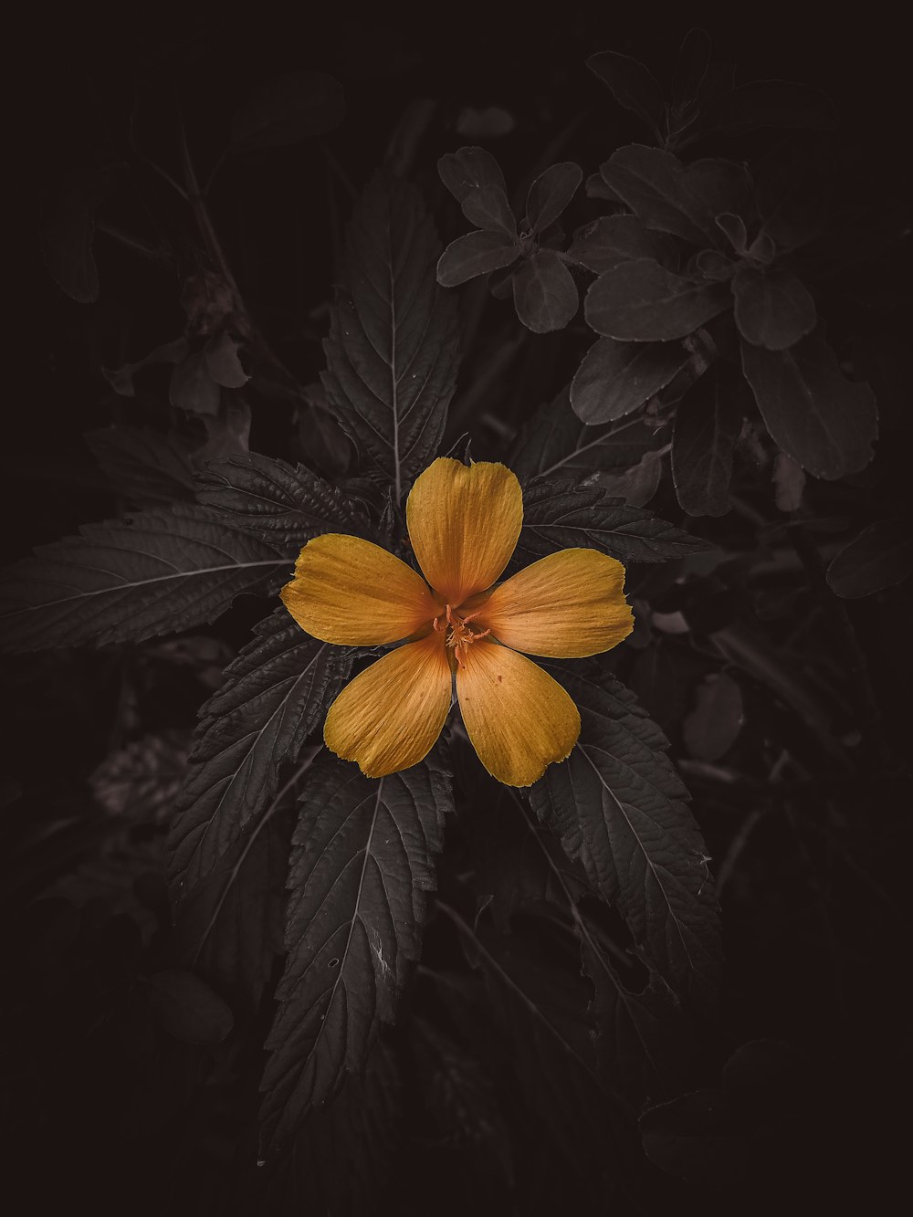 a flower with leaves