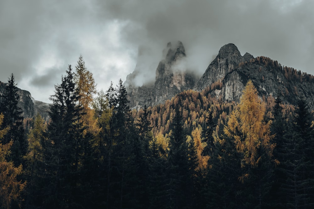 a forest of trees on a mountain