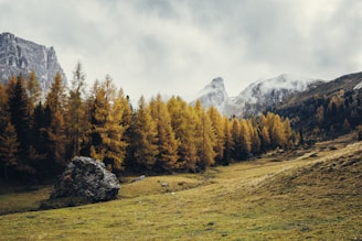 A serene landscape of the Andean Araucanía with lush forests and mountains in the background.