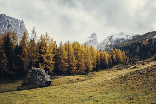 A serene landscape of the Andean Araucanía with lush forests and mountains in the background.