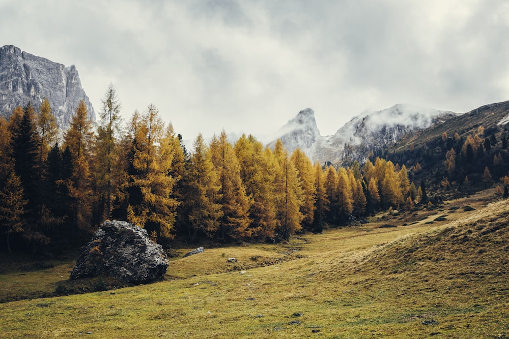 a grassy area with trees and mountains in the background