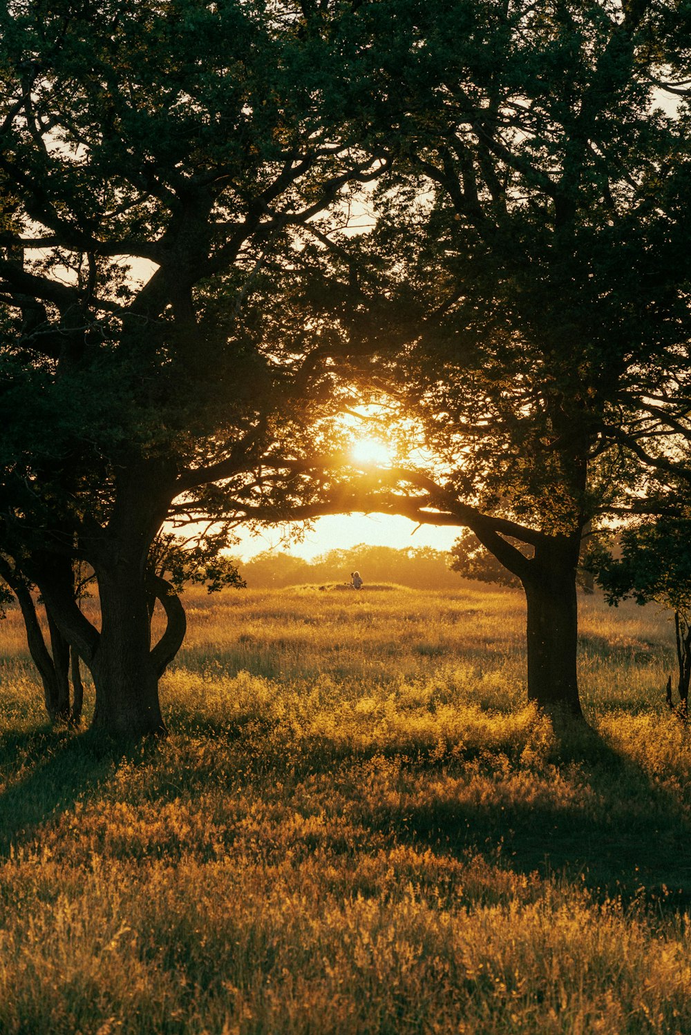 a person walking in a field of grass with trees and a sunset